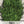 Dill Herb Seeds For Planting (Anethum graveolens)