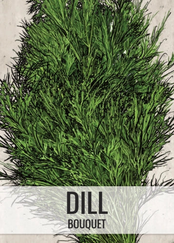 Dill Herb Seeds For Planting (Anethum graveolens)