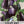 Black Beauty Eggplant Seeds For Planting (Solanum melongena)