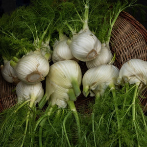Florence Fennel Herb Seeds For Planting (Foeniculum vulgare)