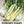 Florence Fennel Herb Seeds For Planting (Foeniculum vulgare)