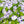 Five-Spot (Nemophila maculata)