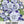 Five-Spot (Nemophila maculata)