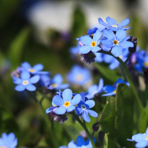 Blue Forget-Me-Not Seeds For Planting (Myosotis sylvatica)