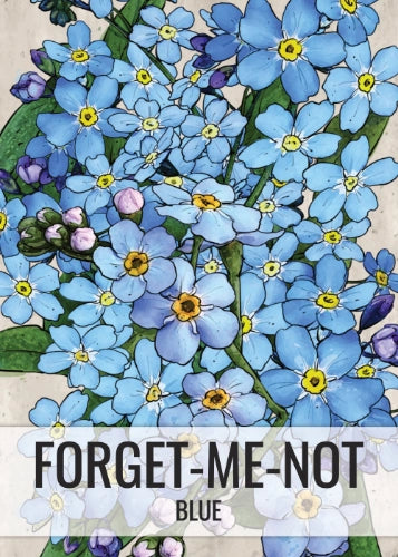 Blue Forget-Me-Not Seeds For Planting (Myosotis sylvatica)