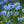 Chinese Forget-Me-Not Seeds For Planting (Cynoglossum amabile)