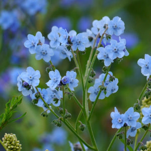 Chinese Forget-Me-Not Seeds For Planting (Cynoglossum amabile)