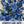 Chinese Forget-Me-Not Seeds For Planting (Cynoglossum amabile)