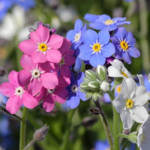 Mixed Forget-Me-Not Seeds For Planting (Myosotis alpestris)