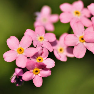 Rose Forget-Me-Not Seeds For Planting (Myosotis alpestris)