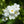 White Forget-Me-Not Seeds For Planting (Myosotis alpestris)