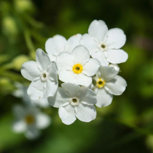 White Forget-Me-Not Seeds For Planting (Myosotis alpestris)