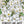 White Forget-Me-Not Seeds For Planting (Myosotis alpestris)