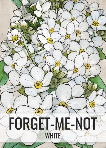 White Forget-Me-Not Seeds For Planting (Myosotis alpestris)