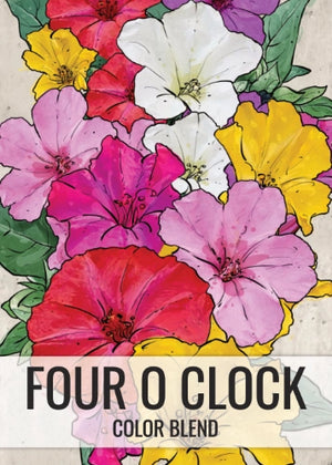Mixed Four O' Clock Seeds For Planting (Mirabilis jalapa)