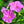 Pink Four O' Clock Seeds For Planting (Mirabilis jalapa)
