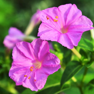 Pink Four O' Clock Seeds For Planting (Mirabilis jalapa)