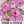Pink Four O' Clock Seeds For Planting (Mirabilis jalapa)