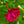 Red Four O' Clock Seeds For Planting (Mirabilis jalapa)