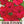 Red Four O' Clock Seeds For Planting (Mirabilis jalapa)