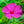 Rose Four O' Clock Seeds For Planting (Mirabilis jalapa)