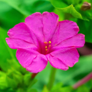 Rose Four O' Clock Seeds For Planting (Mirabilis jalapa)