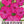 Rose Four O' Clock Seeds For Planting (Mirabilis jalapa)