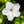White Four O' Clock Seeds For Planting (Mirabilis jalapa)