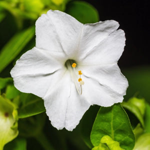 White Four O' Clock Seeds For Planting (Mirabilis jalapa)