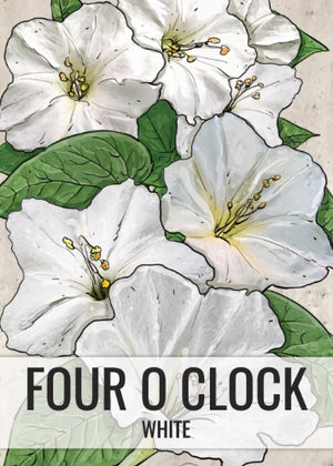 White Four O' Clock Seeds For Planting (Mirabilis jalapa)