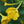 Yellow Four O' Clock Seeds For Planting (Mirabilis jalapa)