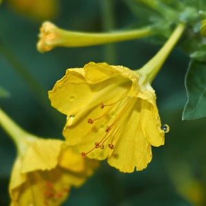 Yellow Four O' Clock Seeds For Planting (Mirabilis jalapa)