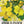 Yellow Four O' Clock Seeds For Planting (Mirabilis jalapa)