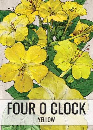 Yellow Four O' Clock Seeds For Planting (Mirabilis jalapa)