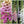 Excelsior Mixture Foxglove Seeds For Planting (Digitalis purpurea)