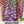 Excelsior Mixture Foxglove Seeds For Planting (Digitalis purpurea)