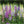 Gloxiniaeflora Mixture Foxglove Seeds For Planting (Digitalis purpurea)