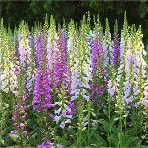 Gloxiniaeflora Mixture Foxglove Seeds For Planting (Digitalis purpurea)