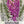 Gloxiniaeflora Mixture Foxglove Seeds For Planting (Digitalis purpurea)