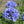Globe Gilia Flower Seeds For Planting (Gilia capitata)