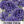 Globe Gilia Flower Seeds For Planting (Gilia capitata)