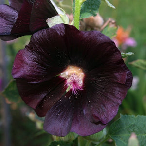 Black Hollyhock Seeds For Planting (Alcea rosea)