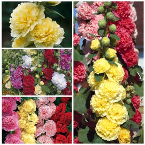 Carnival Hollyhock Mixture (Alcea rosea)