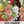 Carnival Hollyhock Mixture (Alcea rosea)