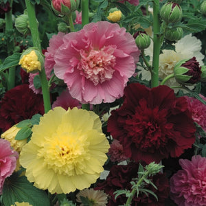 Double Majorette Hollyhock Mixture (Alcea rosea)
