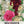 Double Majorette Hollyhock Mixture (Alcea rosea)
