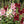 Single Hollyhock Mixture (Alcea rosea)
