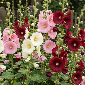 Single Hollyhock Mixture (Alcea rosea)