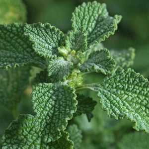 Horehound Herb Seeds For Planting (Marrubium vulgare)