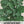 Horehound Herb Seeds For Planting (Marrubium vulgare)